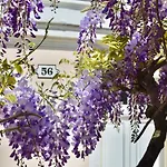 Wisteria