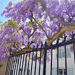 Wisteria