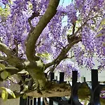 Wisteria