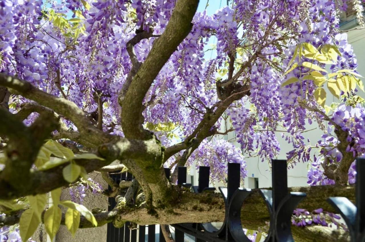Wisteria Couette-café